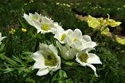 31 Anemone narcissino (Anemone narcissiflora) salendo ai Laghetti di Ponteranica